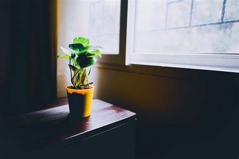 擋煞氣 植物|【什麼植物可以擋煞】擋煞招財！10大最強「植物風水。